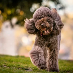 Caniche