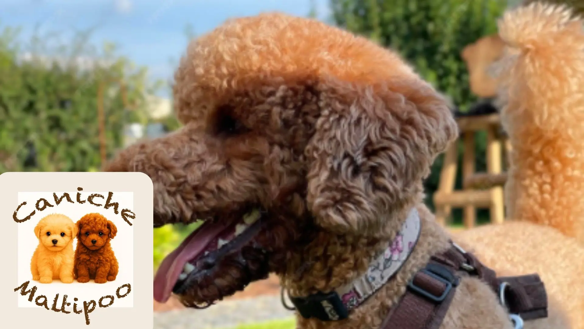 Imagen de un cachorro de pastor australiano con pelaje blanco, negro y marrón, ojos azules y arnés azul, sentado en el césped verde, utilizada de fondo parea un blog de SweetKennel