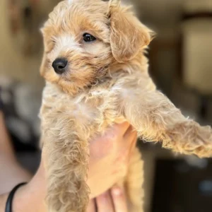 Lola-maltipoo-