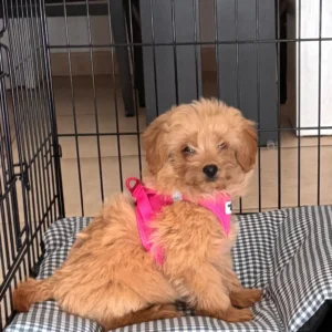 Mia Maltipoo (sk) (1)