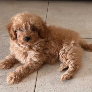 Mia Maltipoo (sk)