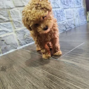Moka-Caniche-toy