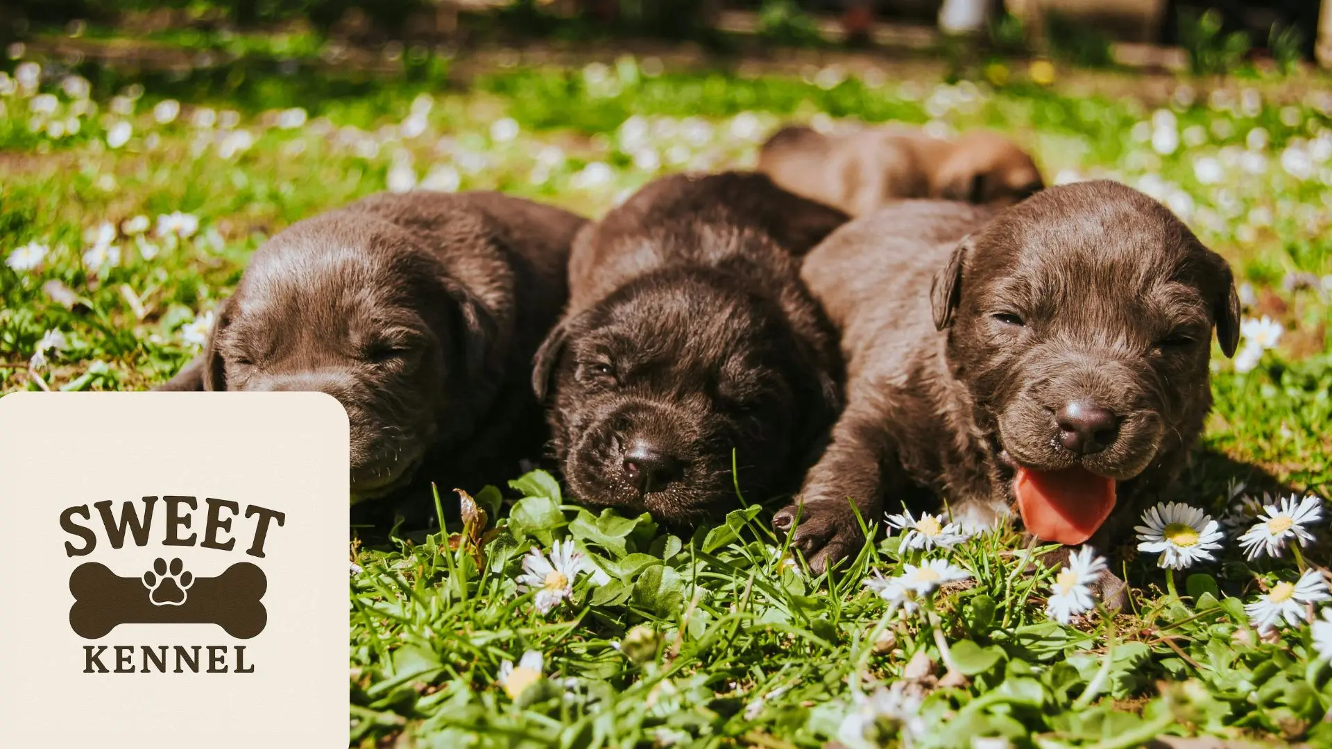 Imagen de varios cachorros de color marrón chocolate jugando en el césped con pequeñas flores blanca, utilizada como fondo para un blog de SweetKennel