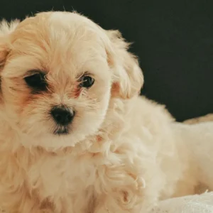 Maltipoo