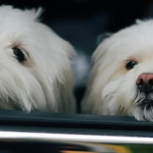 Bichón Maltés