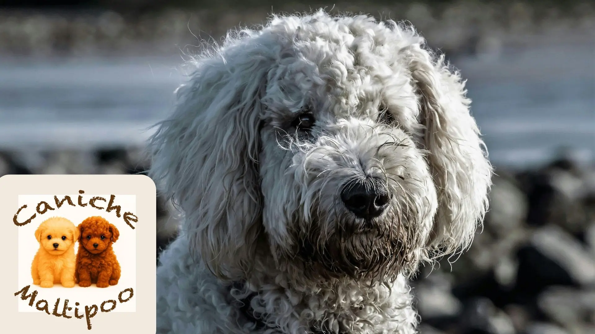 Imagen de múltiples cachorros de golden retriever o labrador de color claro asomados en la parte trasera de una camioneta Chevrolet vintage negra con barandas de madera, utilizada como fondo de un blog de SweetKennel