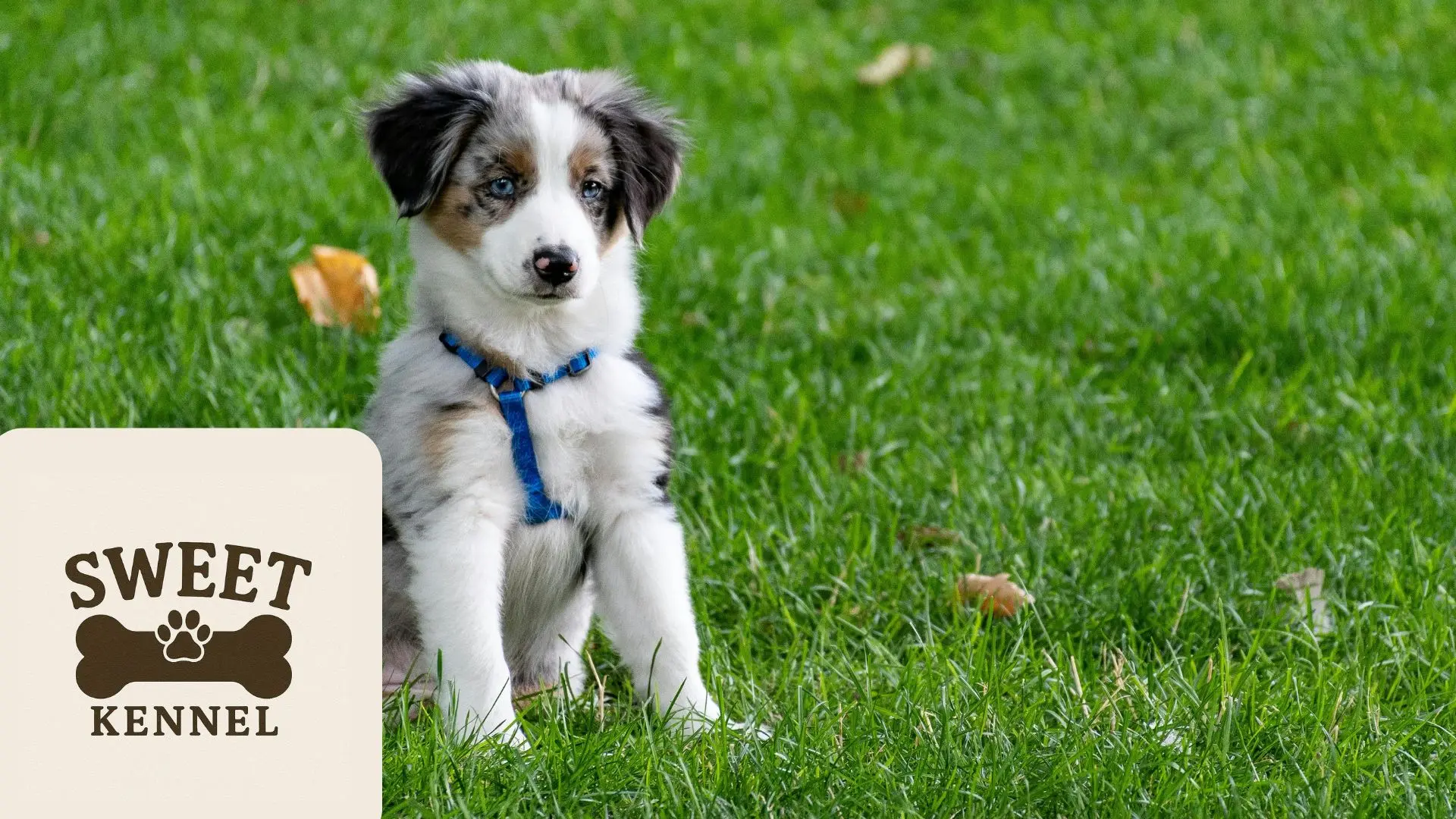 Imagen de un cachorro de pastor australiano con pelaje blanco, negro y marrón, ojos azules y arnés azul, sentado en el césped verde, utilizada de fondo parea un blog de SweetKennel
