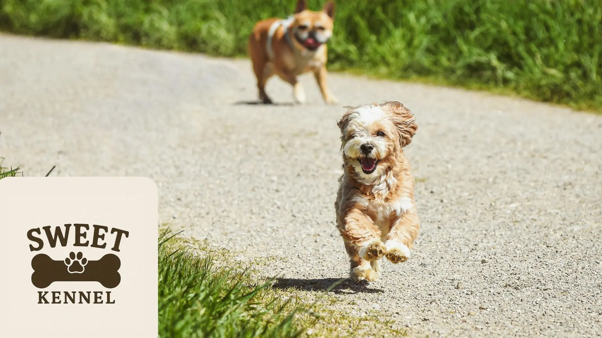 Foto de un perro pequeño de pelo largo y color claro corriendo por un sendero con la boca abierta y las orejas al viento, mientras al fondo se ve un bulldog inglés caminando, utilizada como fondo de un blog de Sweetkennel