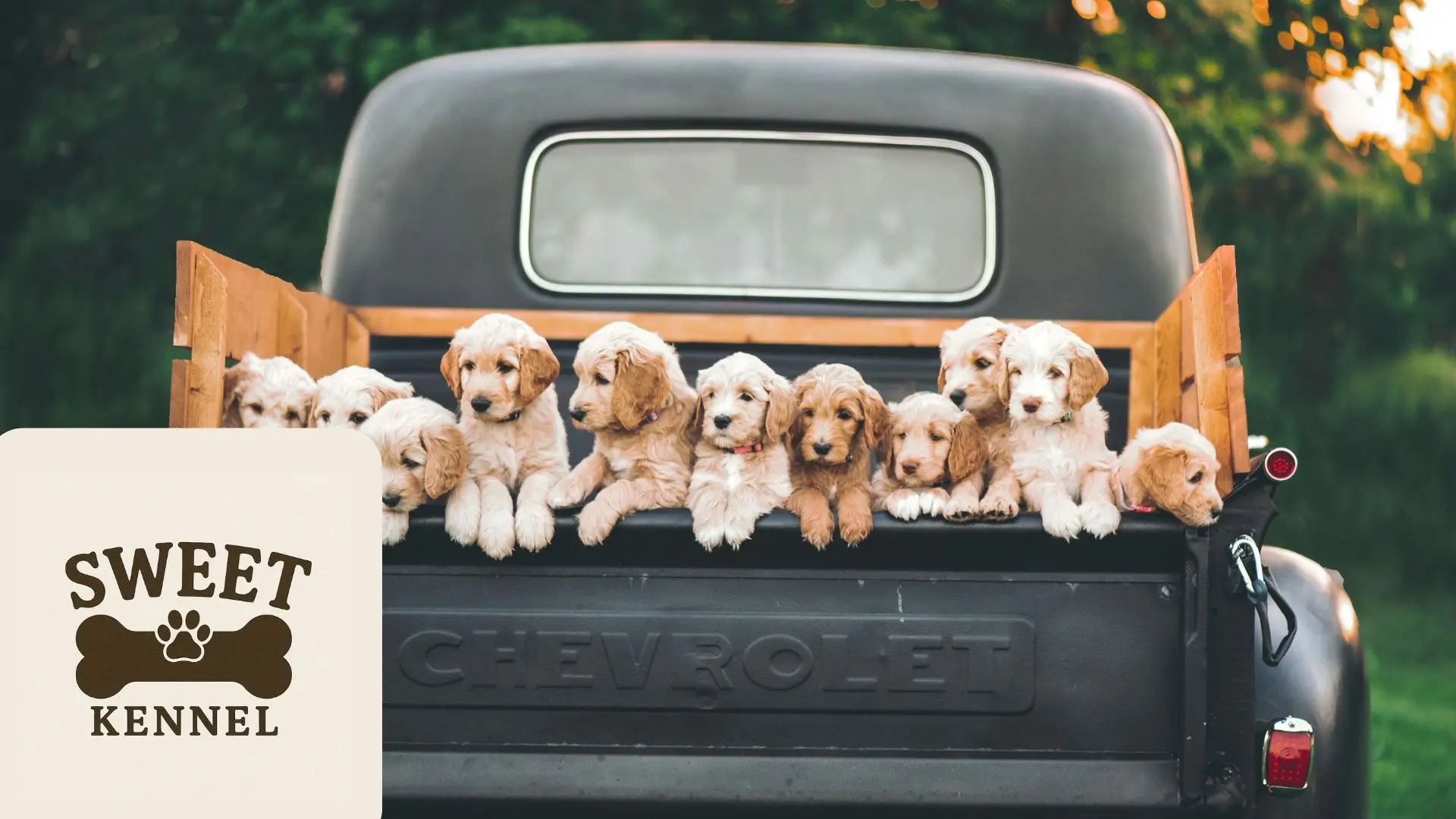 Imagen de múltiples cachorros de golden retriever o labrador de color claro asomados en la parte trasera de una camioneta Chevrolet vintage negra con barandas de madera, utilizada como fondo de un blog de SweetKennel