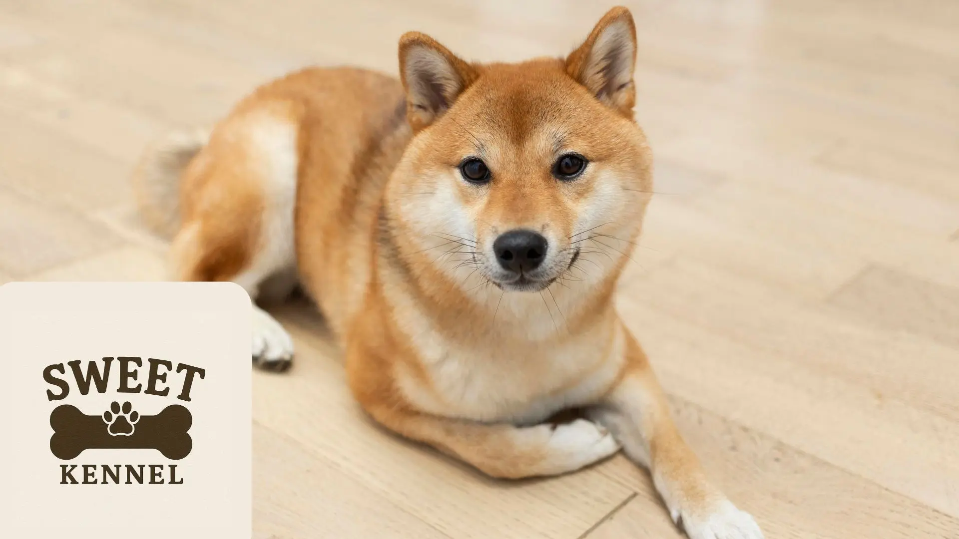 Shiba Inu adulto con expresión alerta