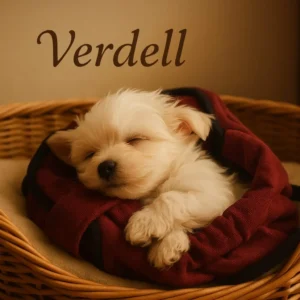 Bichón Maltés - verdell (sk)