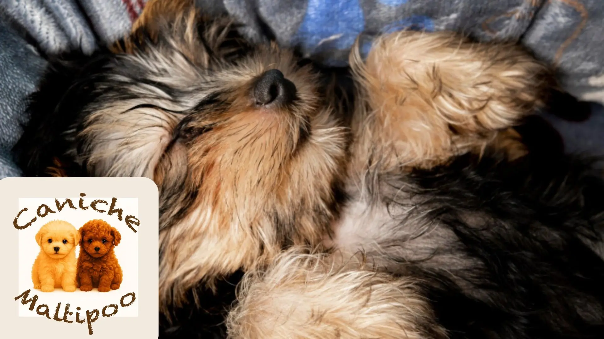 Perro pequeño ideal para pisos pequeños