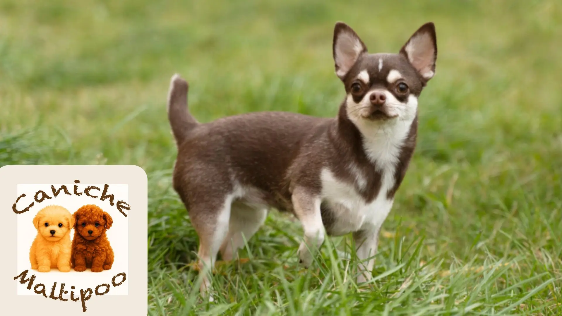 Caniche ideal para niños pequeños