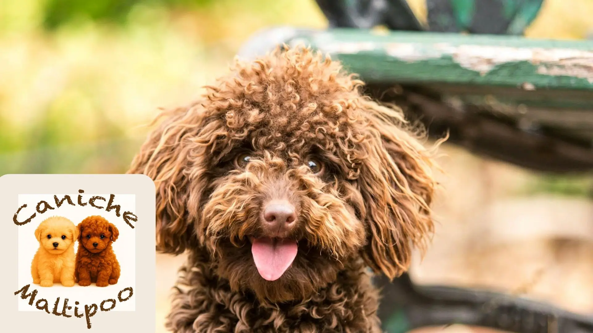 Elección de pareja de cría compatible en perros