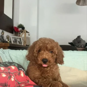 Caniche toy Bruc (sk)