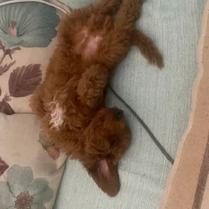 Caniche toy Bruc2(sk)