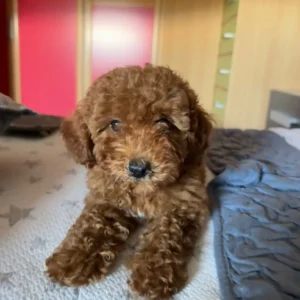 Caniche toy roja Nua3(sk)