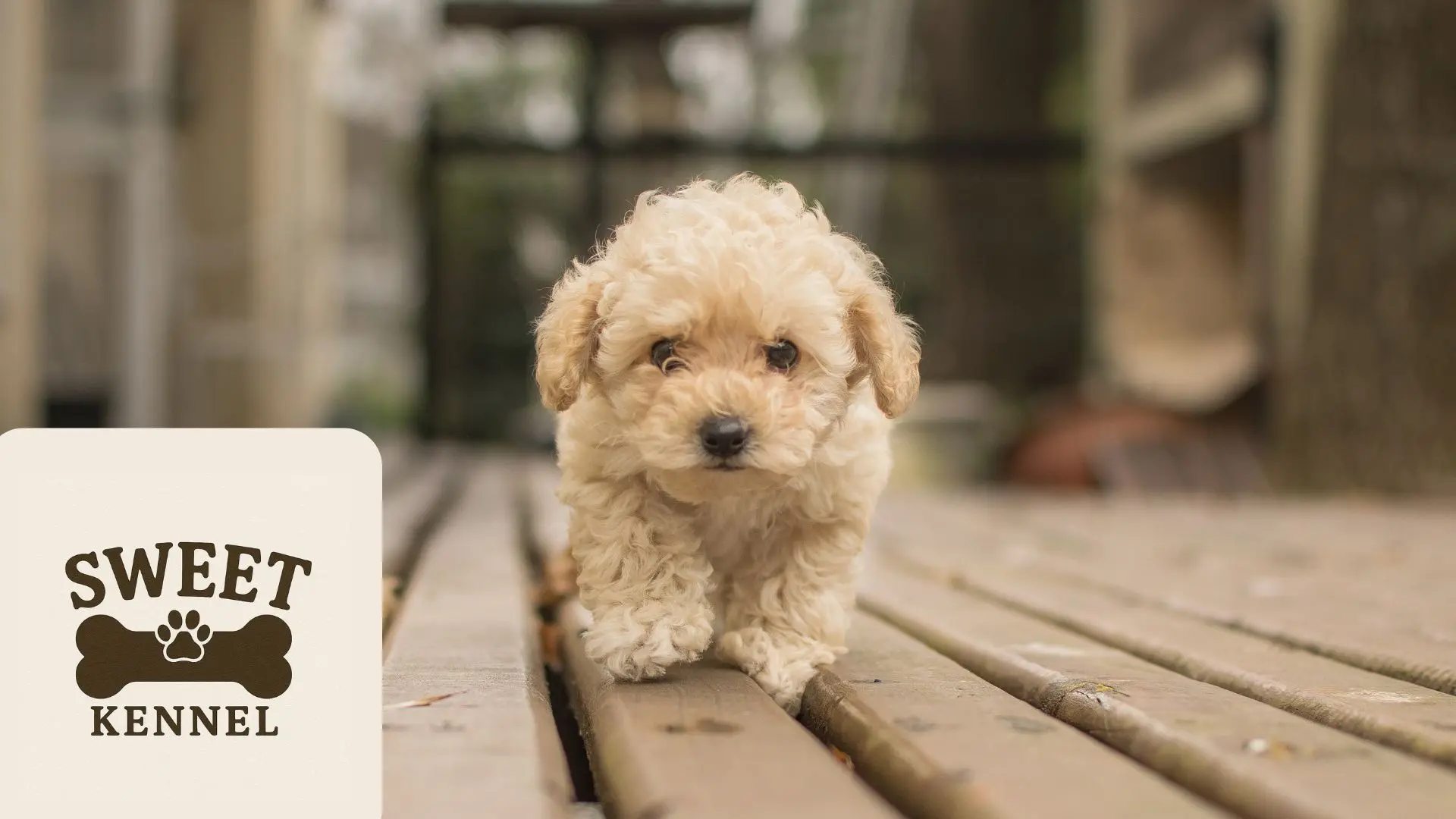 Cuidado del pelaje en Bichón Maltés hipoalergénico