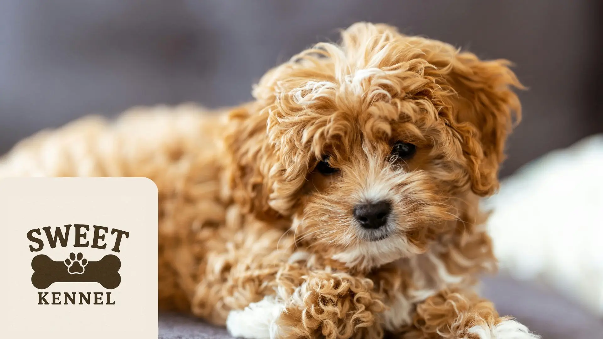 Cavapoo sociable y afectuoso con familias
