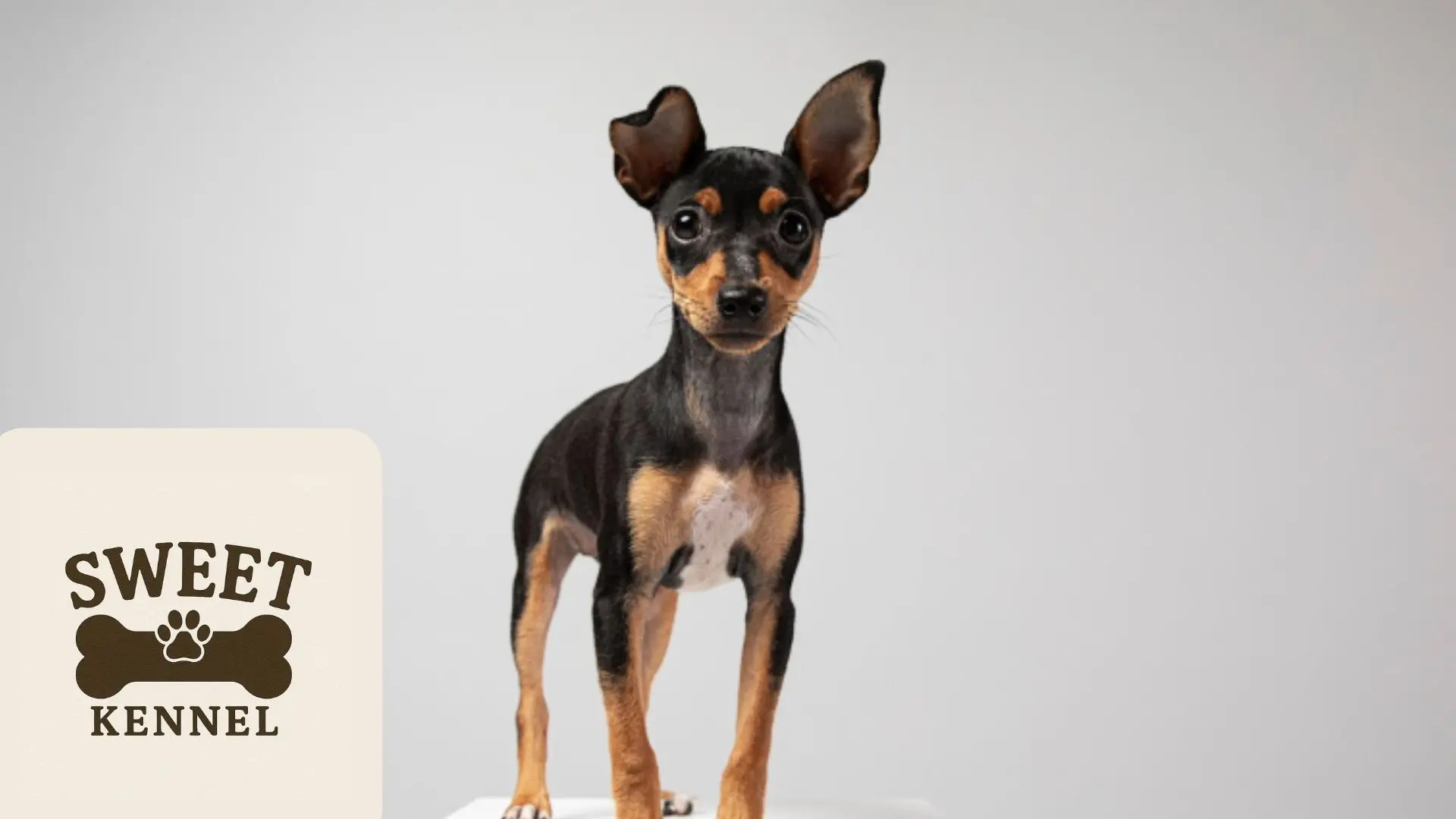 Mini Pinscher con actitud dominante