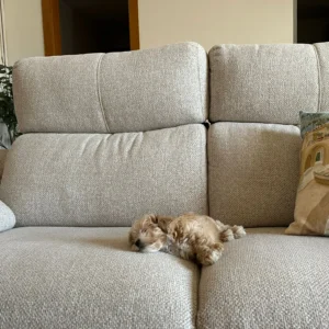 Yuky maltipoo 2(sk)