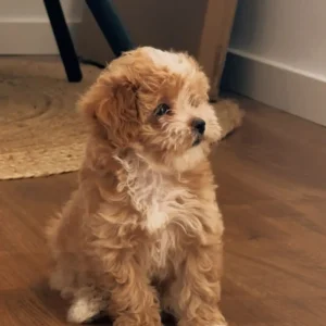 Yuky maltipoo 3(sk)