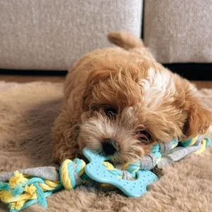 Yuky maltipoo(sk)