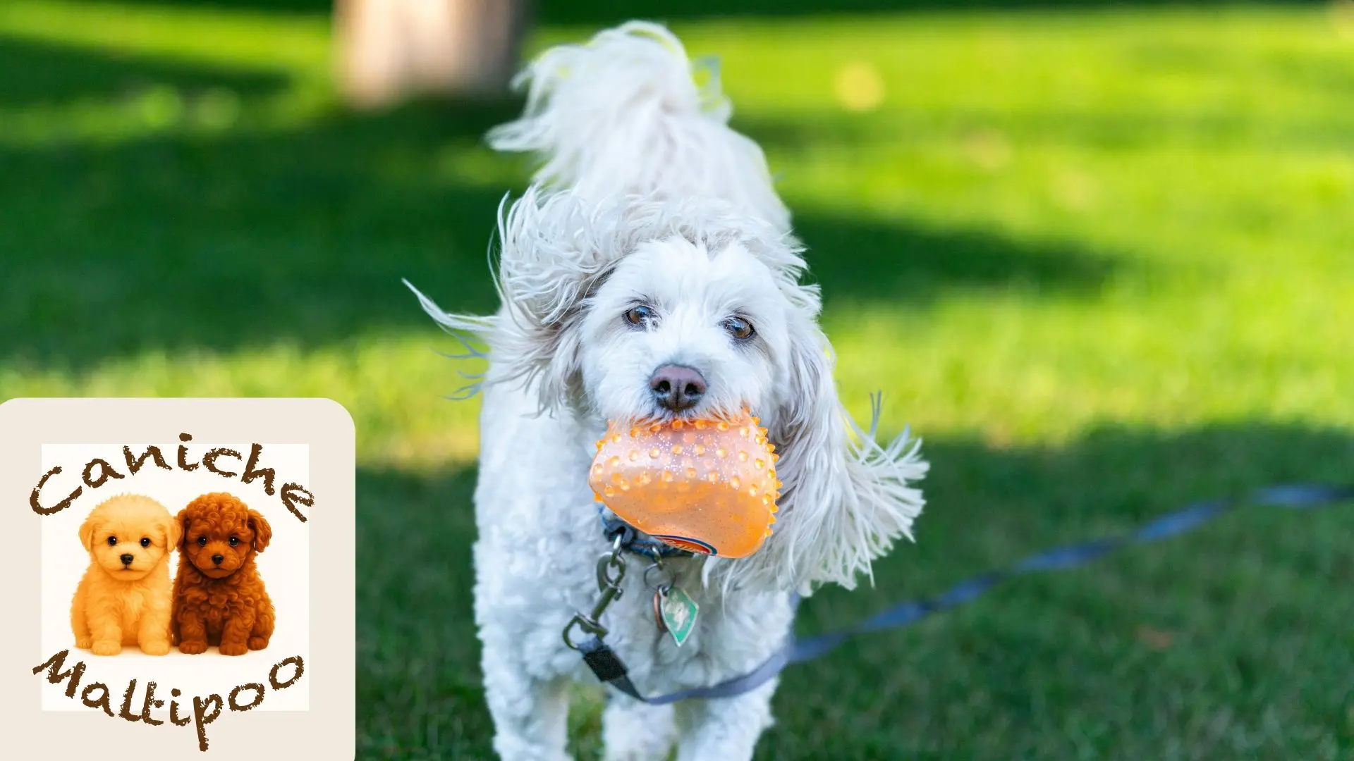 Caniche usando alfombra de olfato en casa