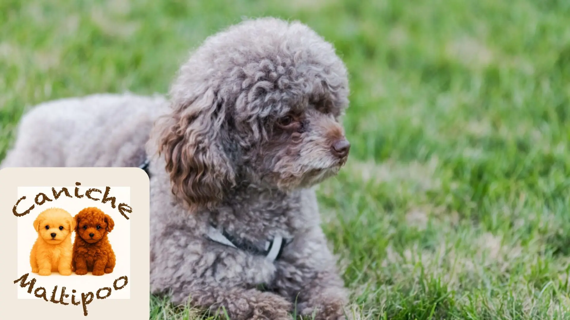 Caniche pequeño usando arnés cómodo en paseo