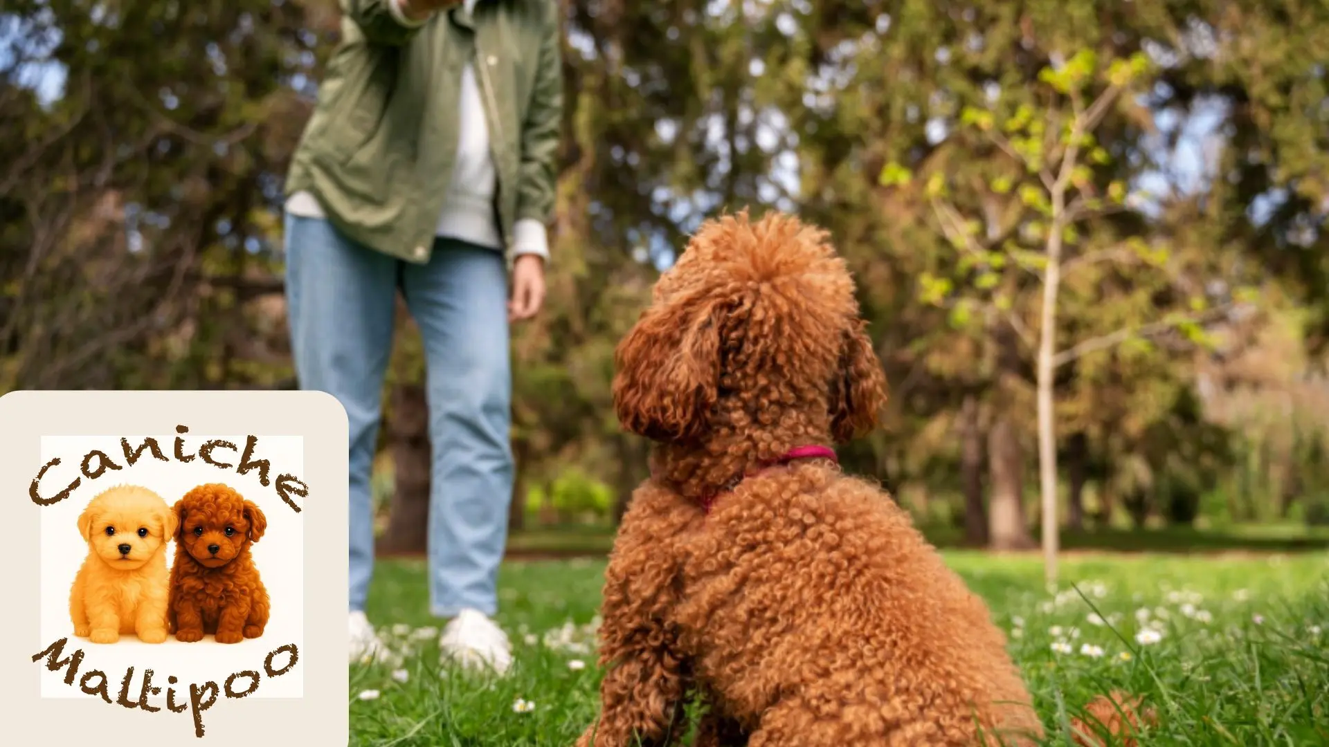 Caniche aliviando sus encías con un juguete