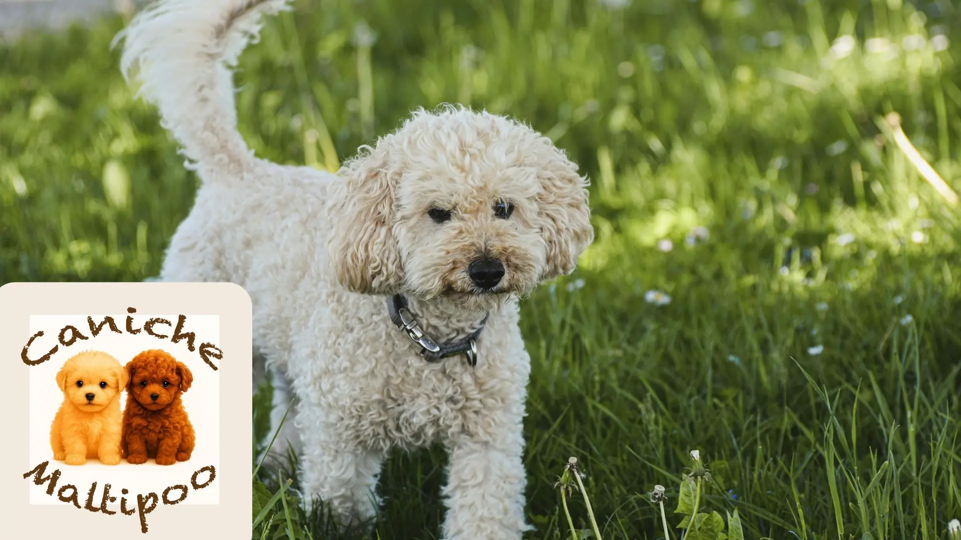 Perro pequeño ideal para pisos pequeños