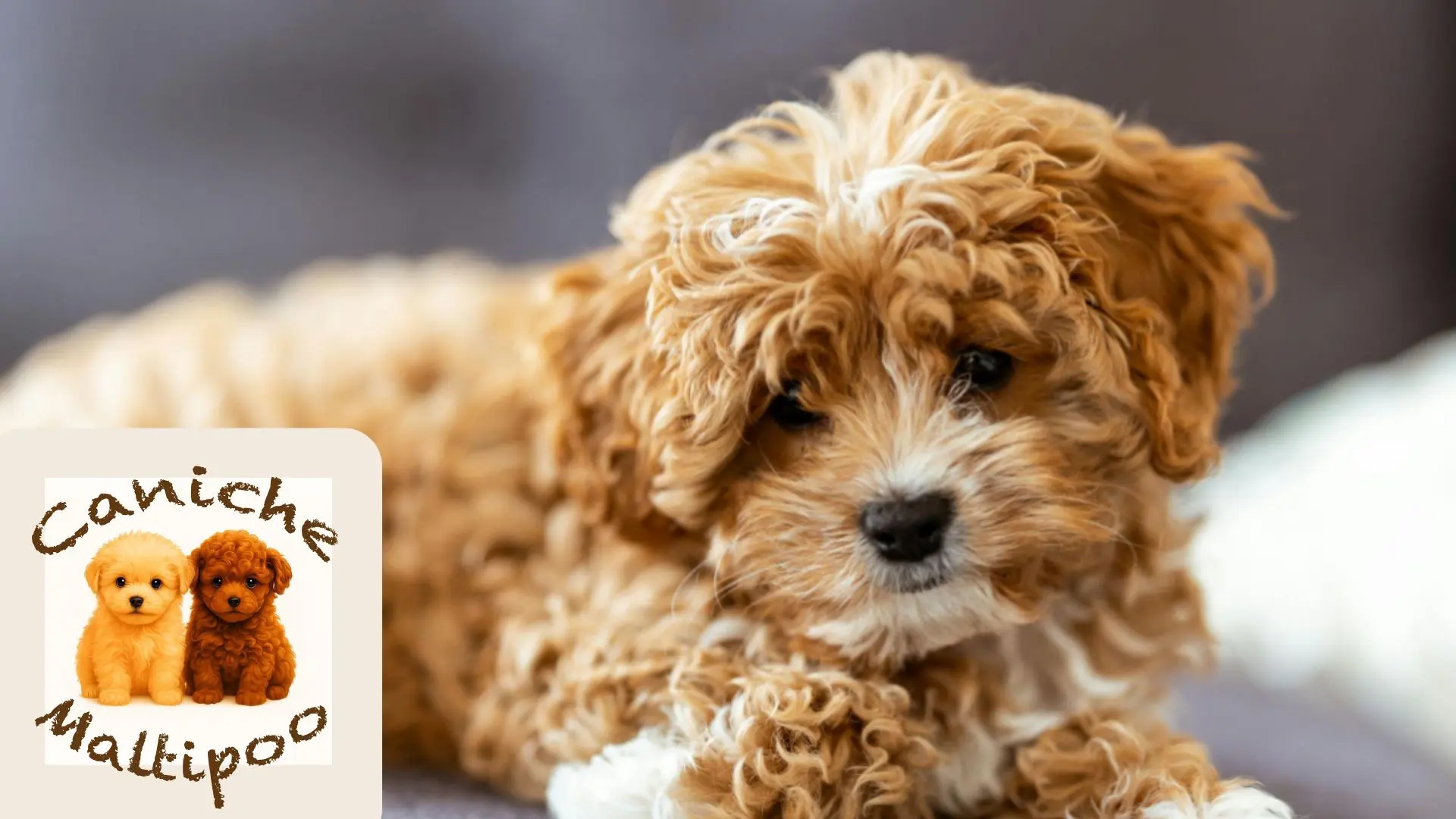 Cachorros de Caniche, Bichón Maltés y Maltipoo sentados juntos en un entorno familiar