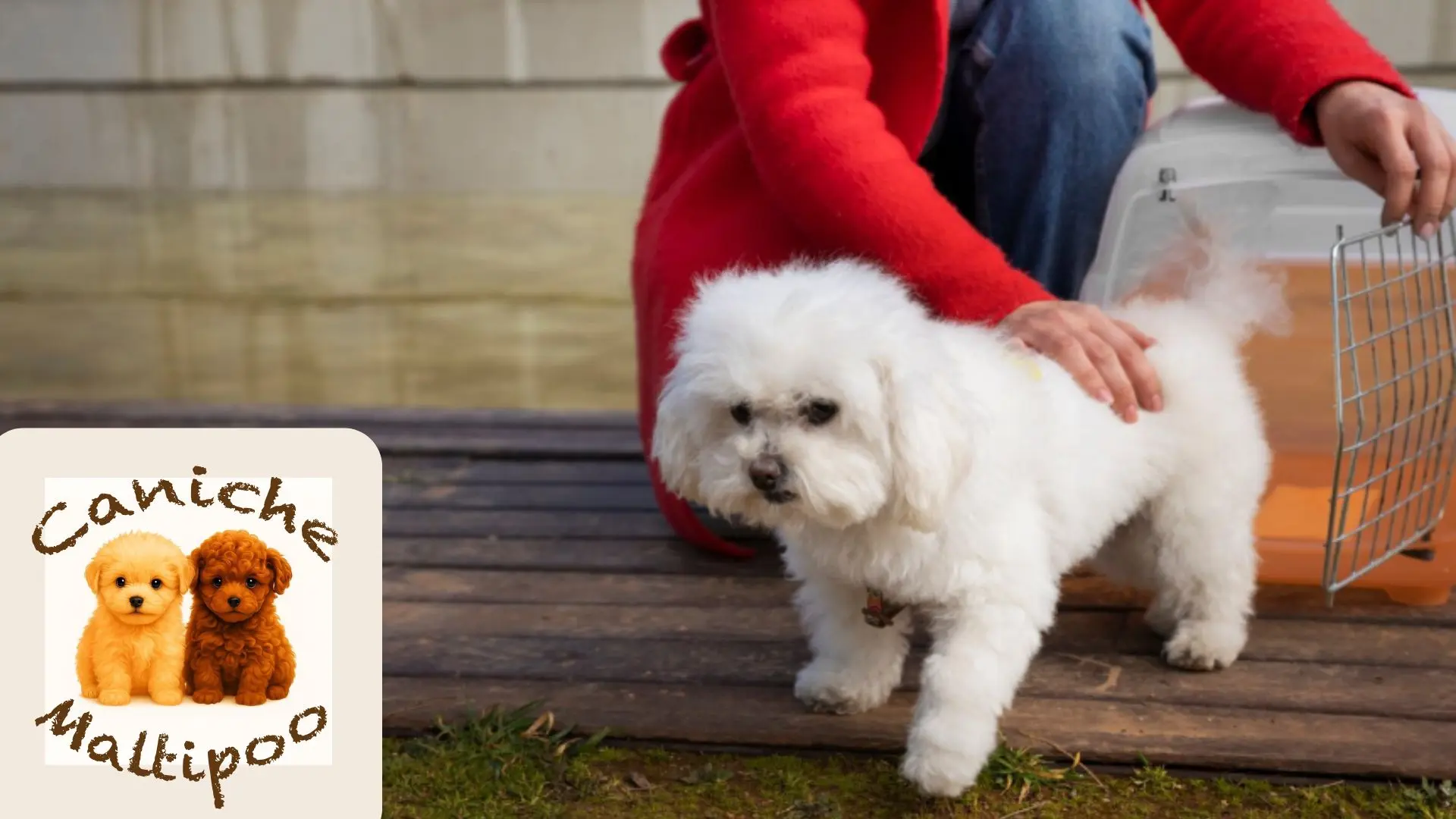 Cachorro de Bichón Maltés relajado en una casa tranquila