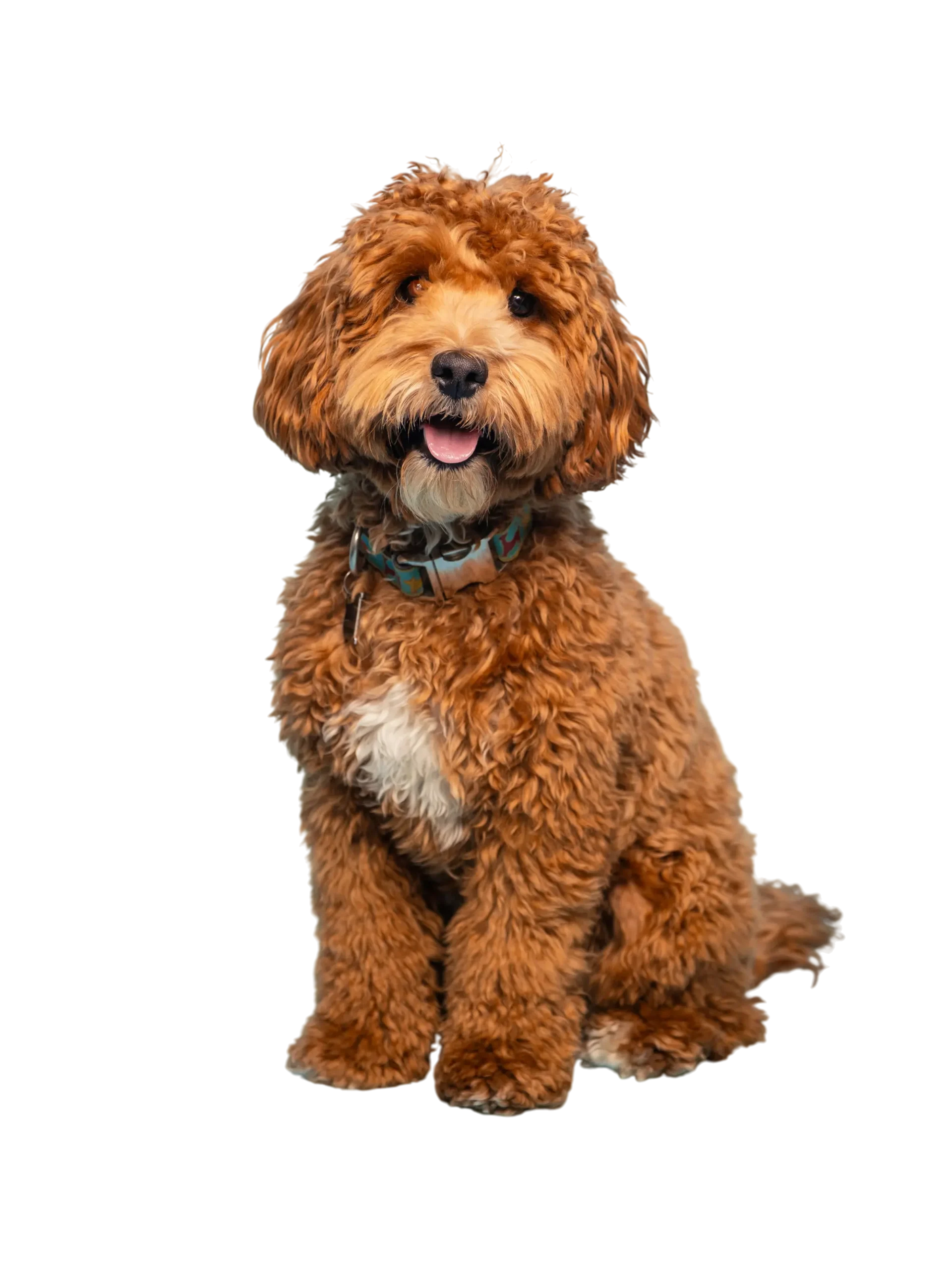 Diseño sin título (16) (1)