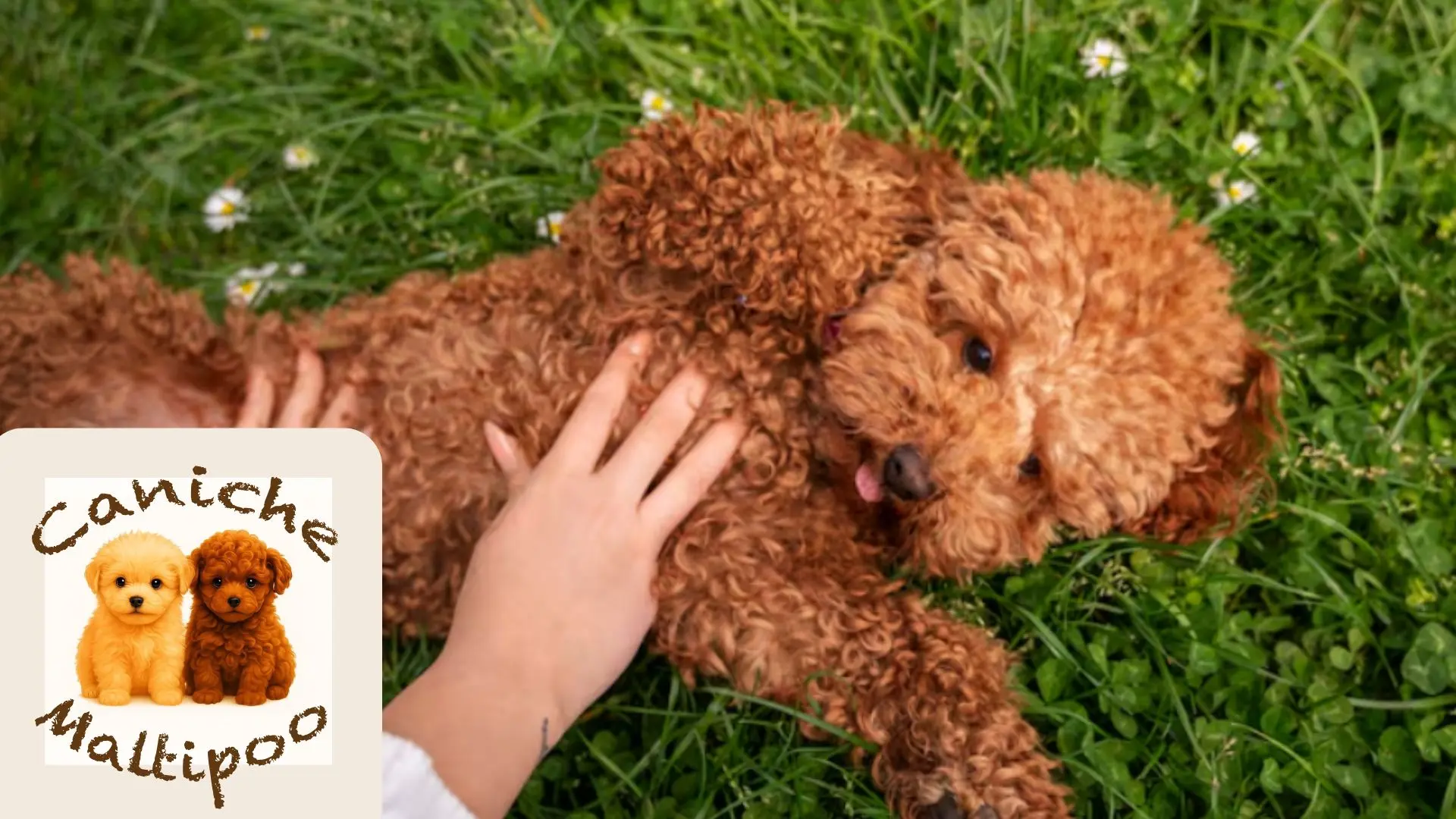 Caniche o Maltipoo pequeño descansando en un hogar adaptado sin reformas