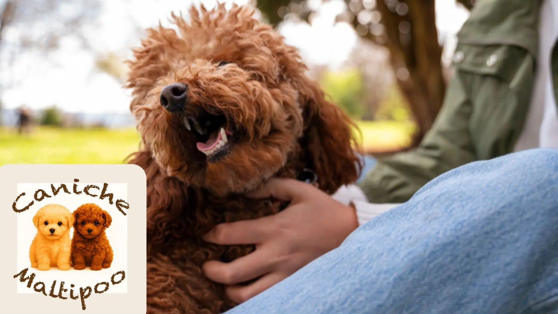 Tutor acariciando con suavidad a un Caniche o Maltipoo relajado