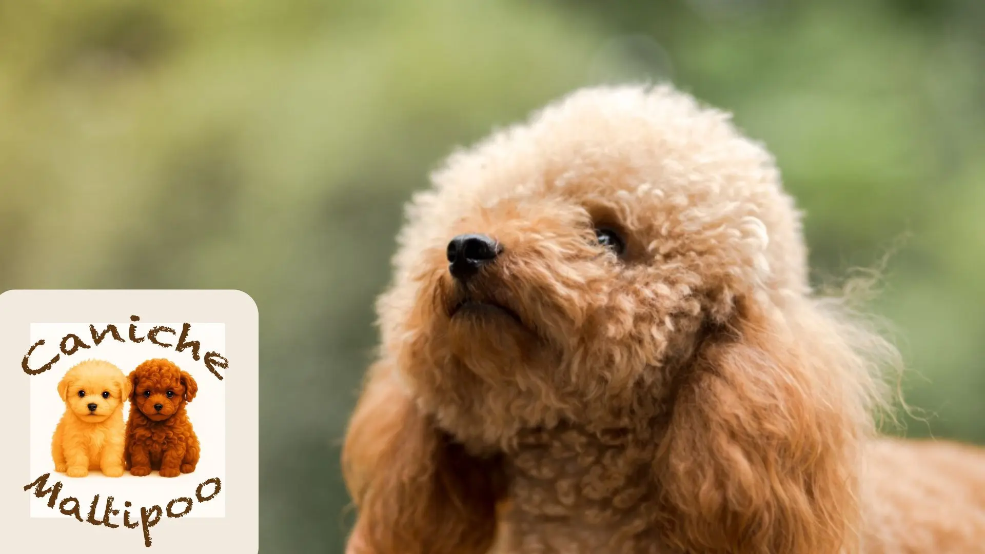 Caniche o Maltipoo caminando por zona con sombra y césped en verano