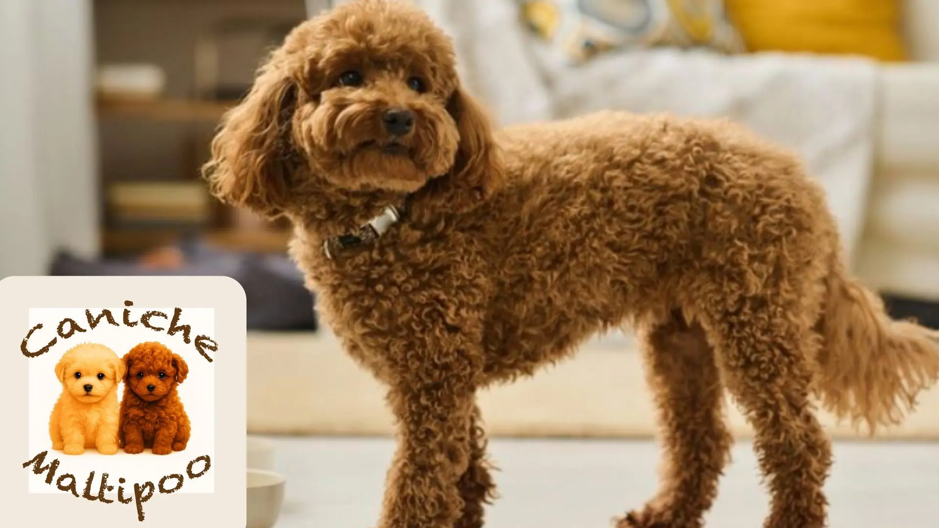 Comida casera equilibrada para Caniche o Maltipoo servida en cuenco